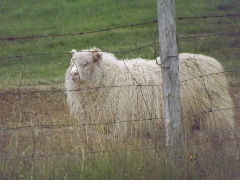 Solvanes Sheep