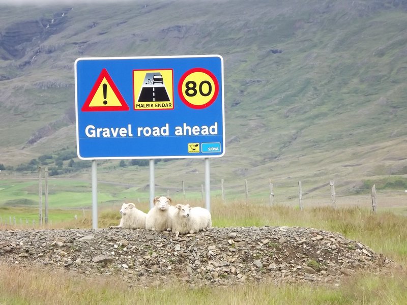 roadside sheep taking a rest