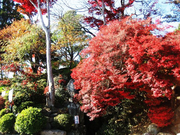 Autumn Colours 'kouyou'