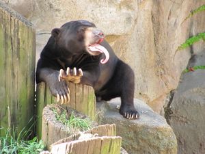 Zoo de Chicago : Quelle langue! Et quels ongles!