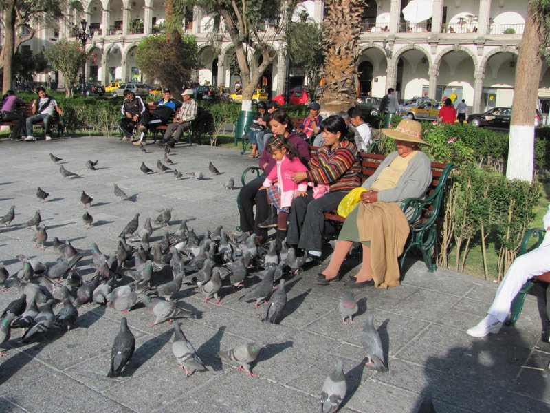 Nourrir les pigeons à  la place des armes
