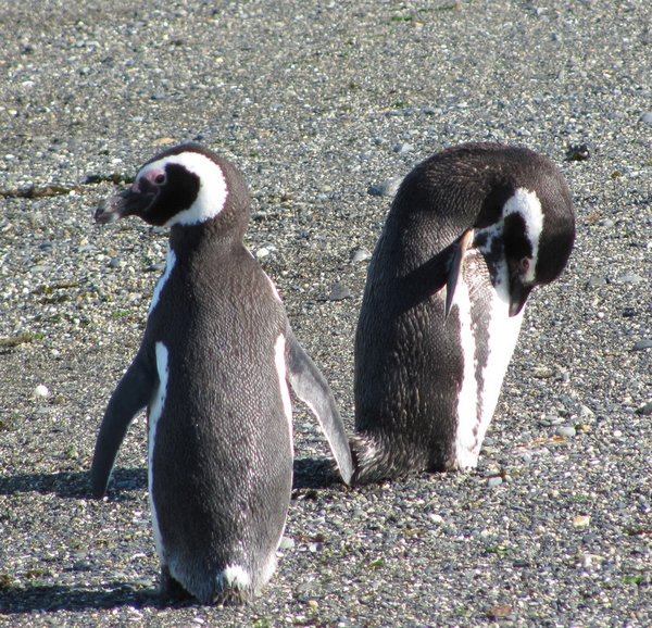 Pingouins!