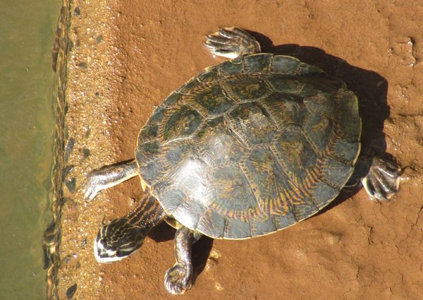 Tortue solitaire