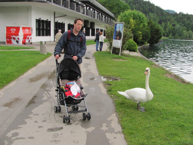 À Bled il y a plein de cygnes sur le lac... pas stressés pantoute!