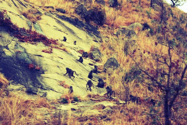 Baboons at Kruger