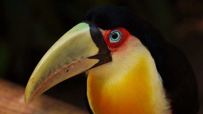 Female Toucan