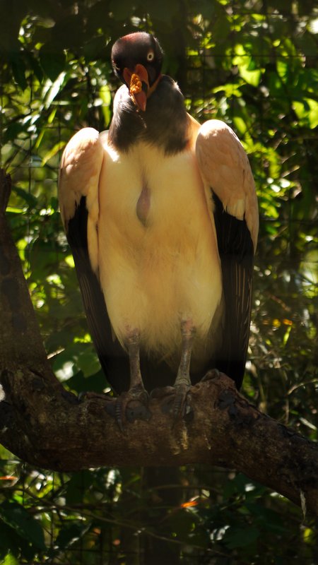 King Vulture aka Fonz Bird