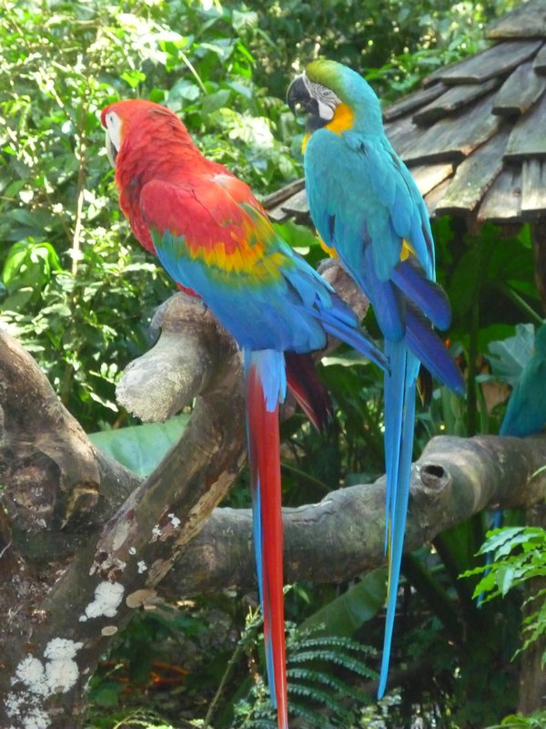 More Parrots