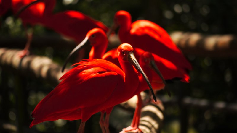 Scarlet Ibis