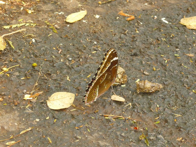 poo eating butterfly