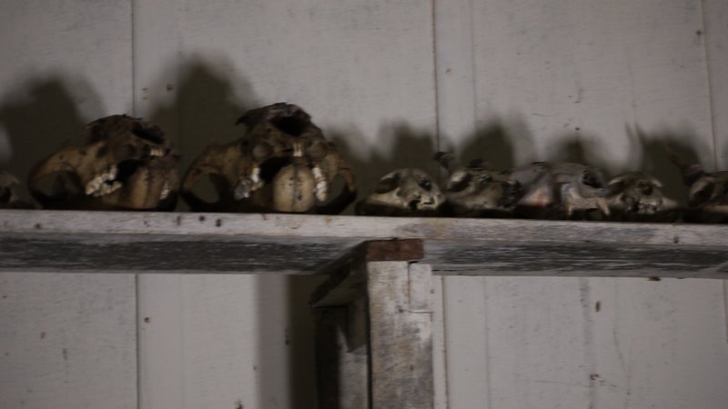 creepy skulls