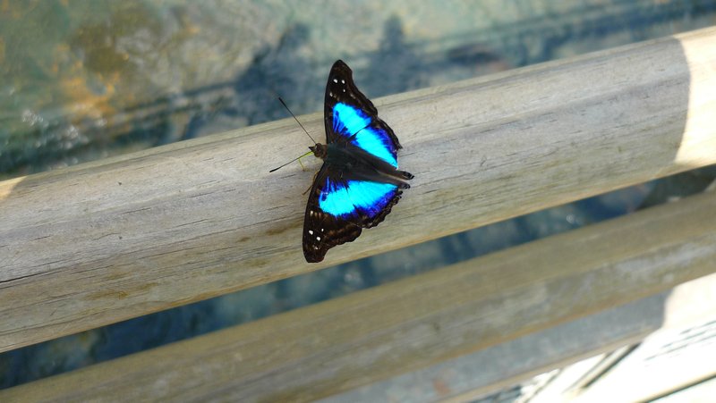 Pretty blue butterfly