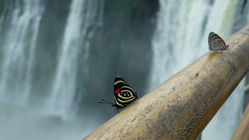 Butterflies at the falls