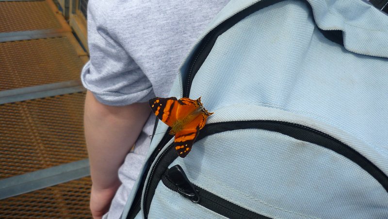 Butterfly on clare's bag