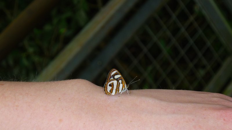 Butterfly on Clare's hand