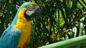 Our freind the Macaw