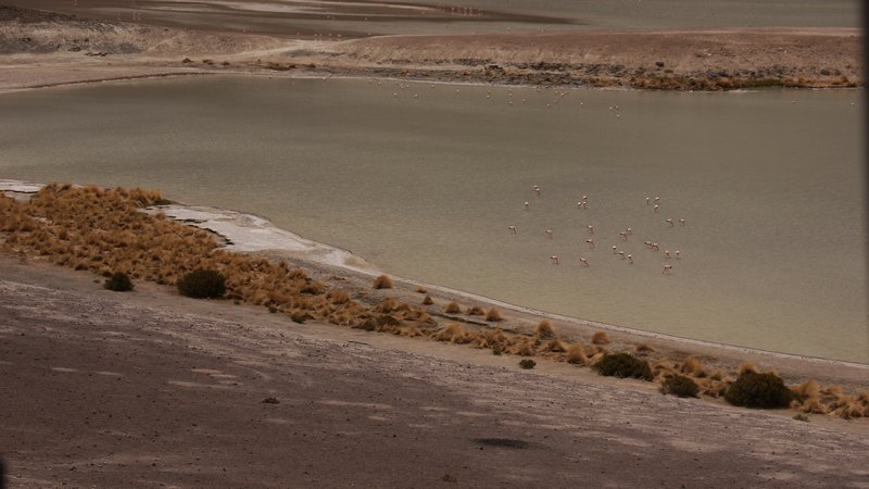 Freshwater with Flamingos (Ellz)