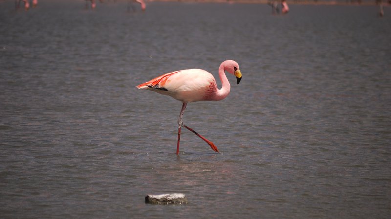 James Flamingo (ellz)