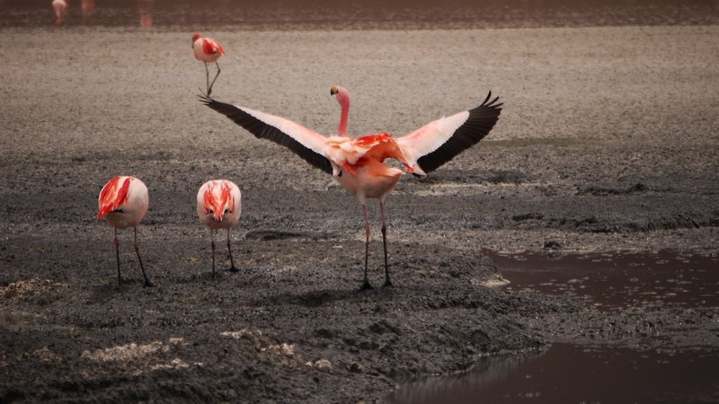 James Flamingo spreading wings (Ellz)