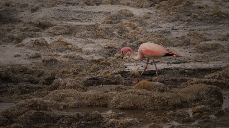James Flamingo steping over mud (Ellz)