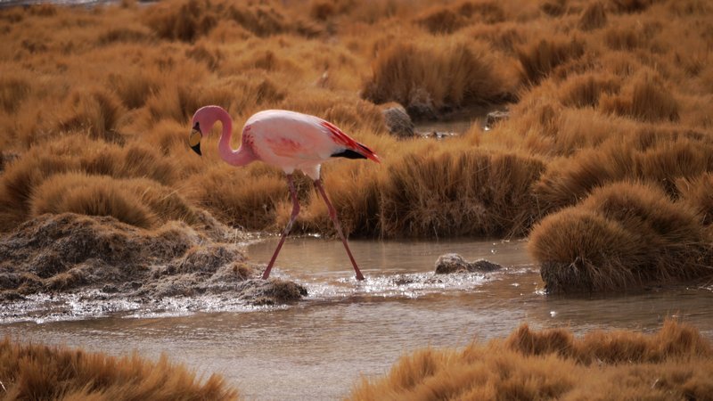 James Flamingo Stepping over Don King Bushes (Ellz)