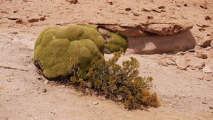 The fluffy green brain rock (Ellz)