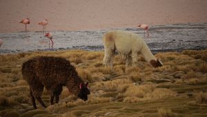 Alpaca and Flamingo having a munch (Ellz)
