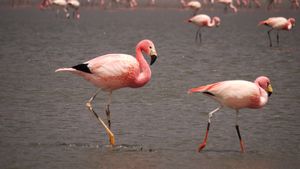 Andean and James Flamingos (Ellz)