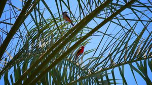 Cool Red birds at the Nazca Hotel (Ellz)