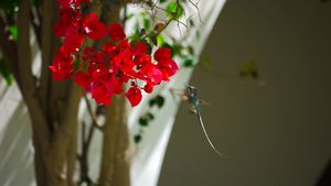 More Hummingbirds (Ellz)