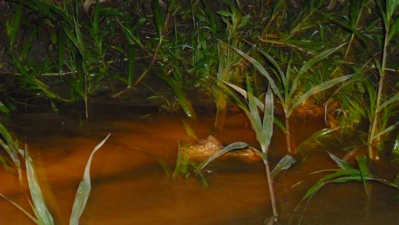 Our only photo of a caiman that came out!
