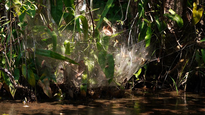 Huuuge spider web