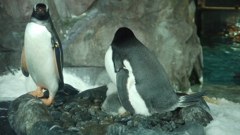 Penguin chuff!