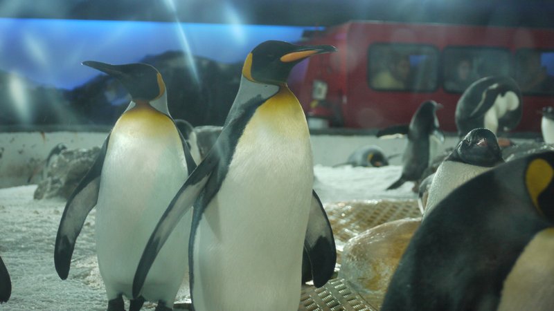 Emperor Penguins hanging out