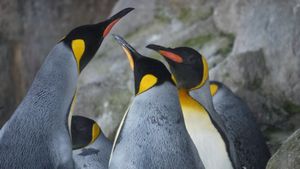 Penguin chat