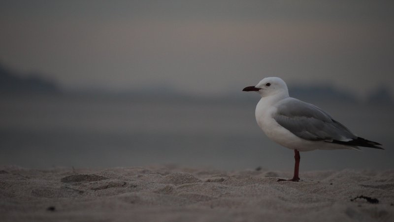 Seagull on Hahei