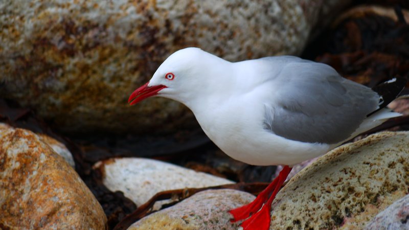 Crazy eyed seagull