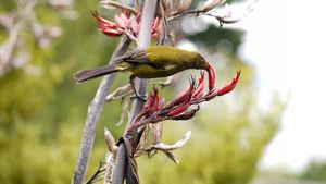 Kiwi Bird Park 1