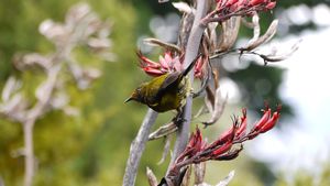 Kiwi Bird Park 2
