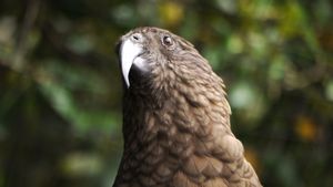 Kiwi Bird Park 4