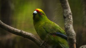 Kiwi Bird Park 5