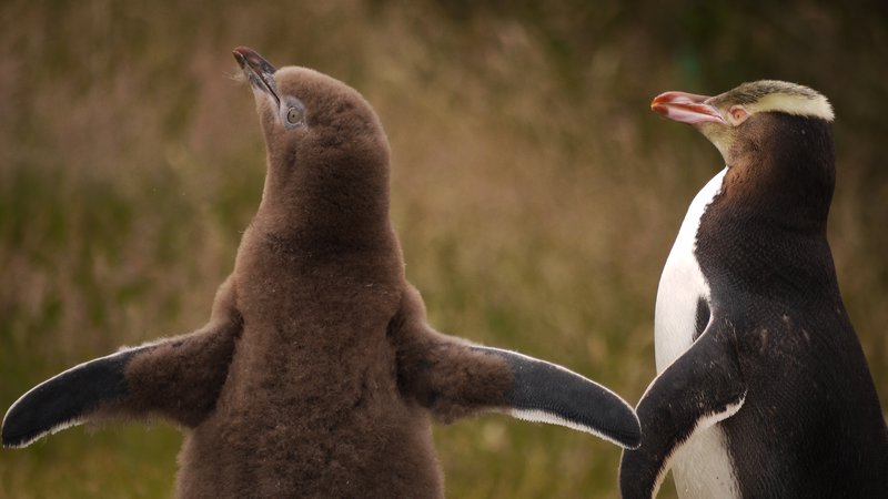 Baby penguin 2