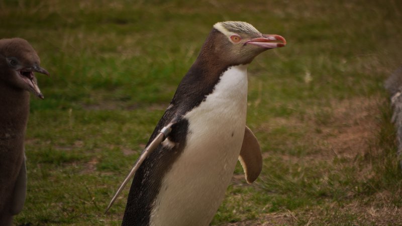 penguins 2