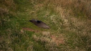 seal lying on the grass