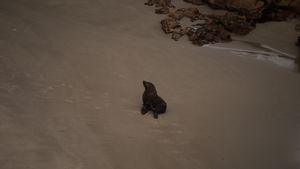 Seal on the beach 2
