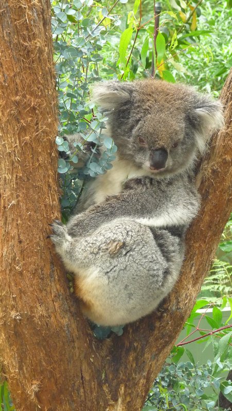 Koala, bless!