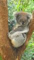 Koala, bless!