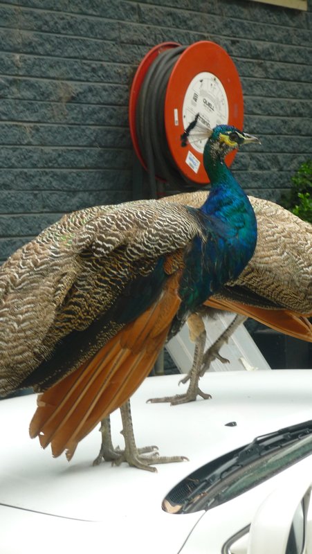 Cheeky peacock on Wade's car
