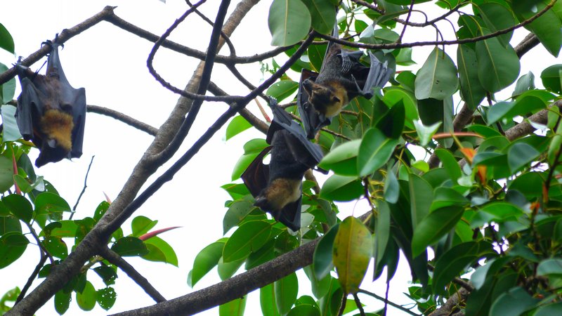 Bats in the tree the day after Yasi