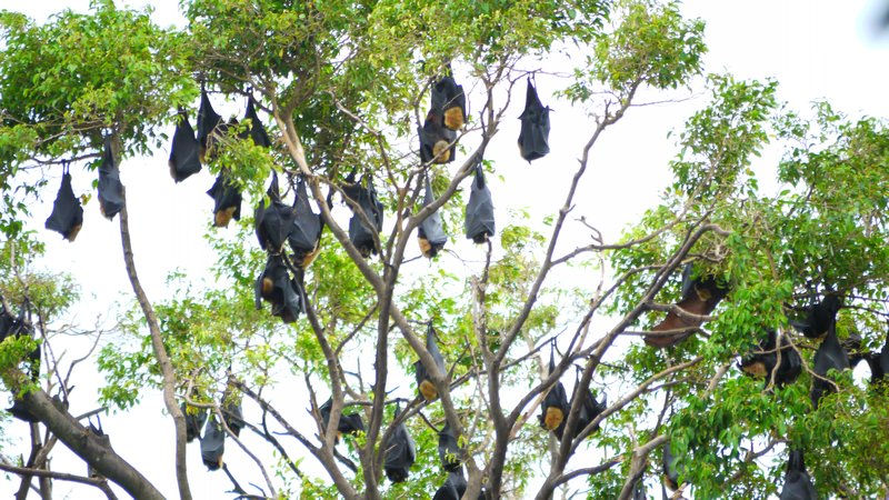 Bats in the tree the day after Yasi